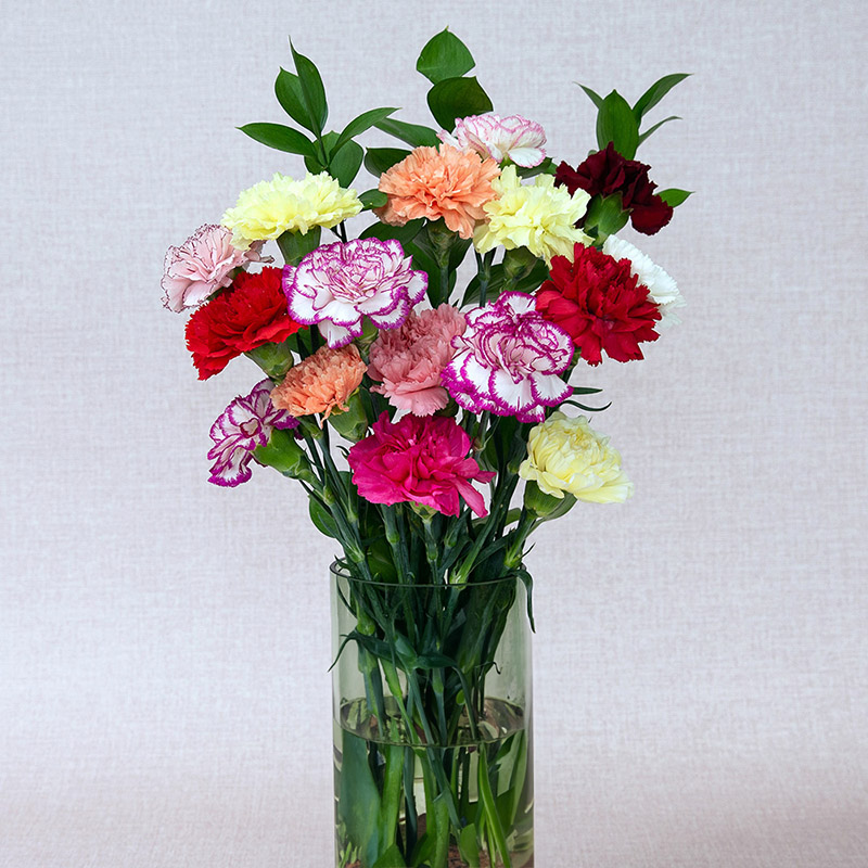 Vase of carnations in assorted colours
