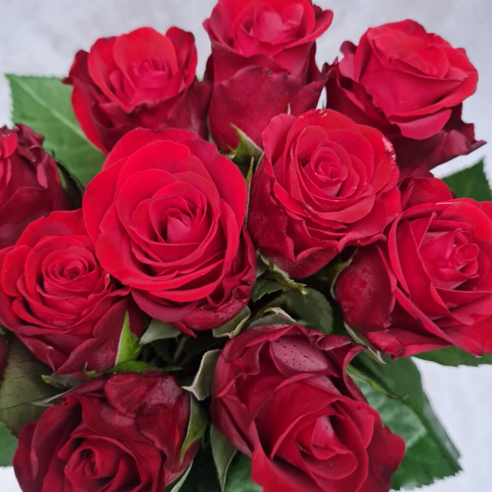 Valentine Roses