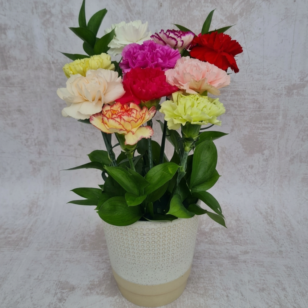 Colorful carnations in a vase