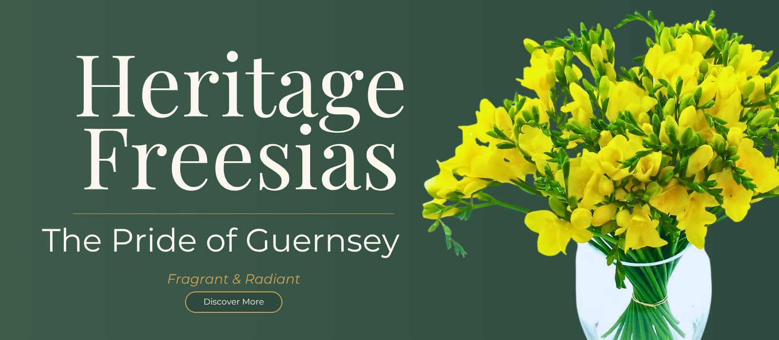 Yellow Freesias